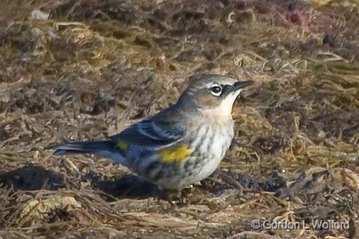 Yellow-rumped Warbler_40614.jpg - Yellow-rumped Warbler (Dendroica coronata)Photographed along the Gulf coast at Goose Island near Rockport, Texas, USA.